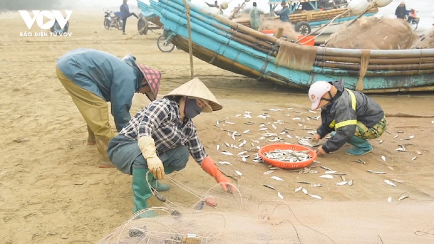 Ngư dân Thanh Hóa thắng mùa cá Trích